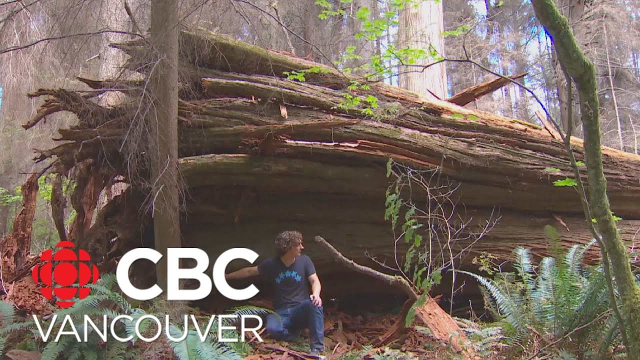 If an old growth tree falls in Stanley Park after hundreds of years why should we pay attention?