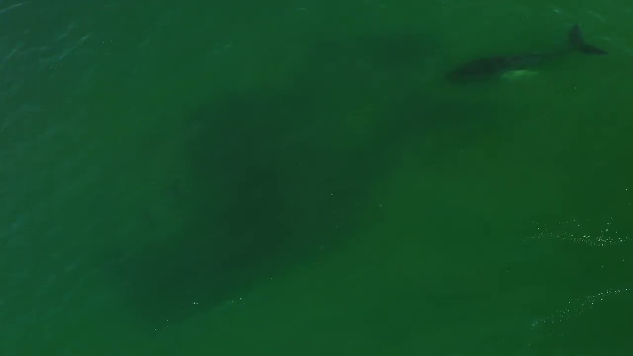 Bluefin Tuna, Sharks, Whale Terrorize Bunker