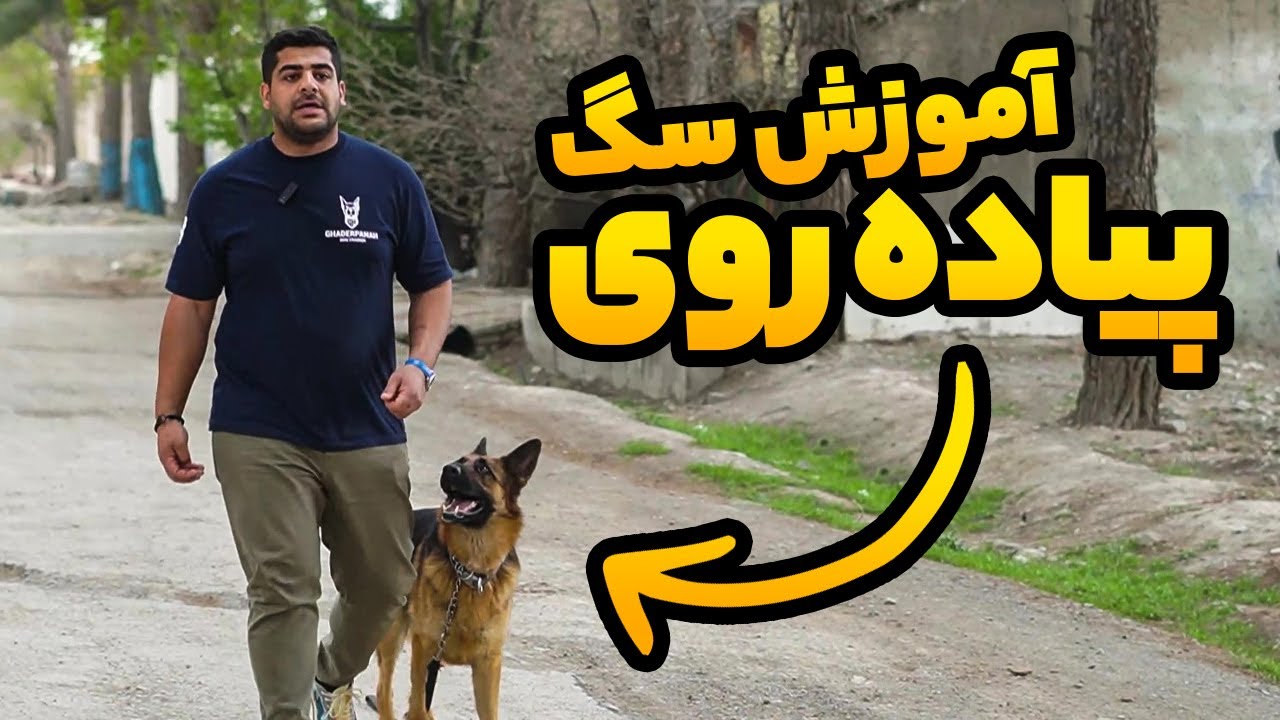 آموزش سگ : نکات مهم در پیاده روی با سگ ها