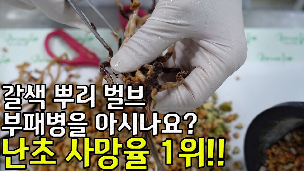 63편 난초의 사망율 1위를 아시나요?  [춘란,풍란,약초,명장,다육,난초,주식,재테크]