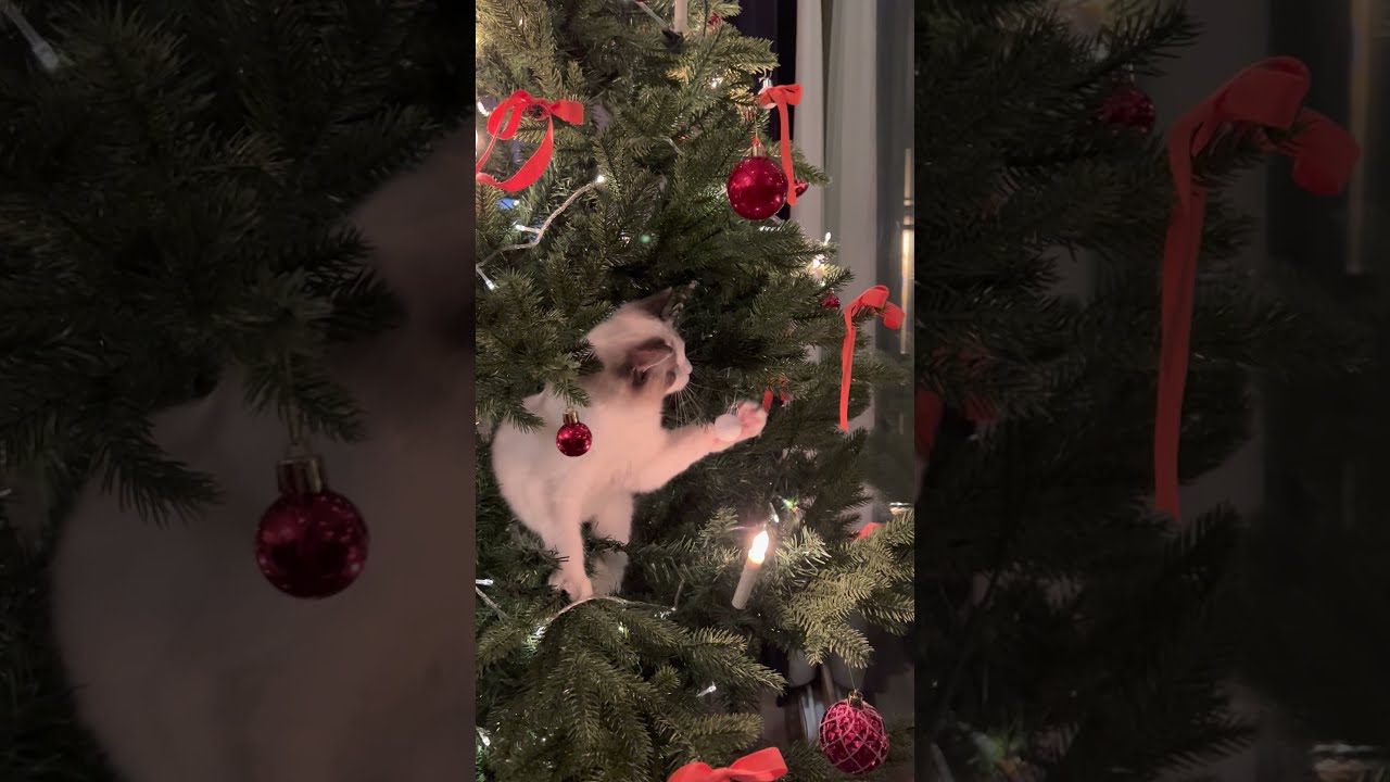 Organic ornament - a Ragdoll!
