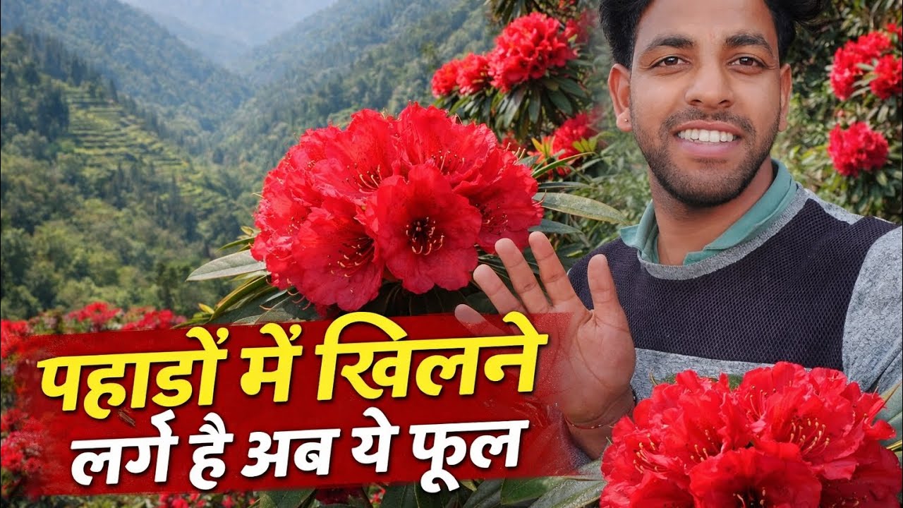 पहाड़ों में शुरू हो गया है बुरांश का मौसम 🌺।।#buransh #phadilifestyle#uttrakhand#villagelife#nature