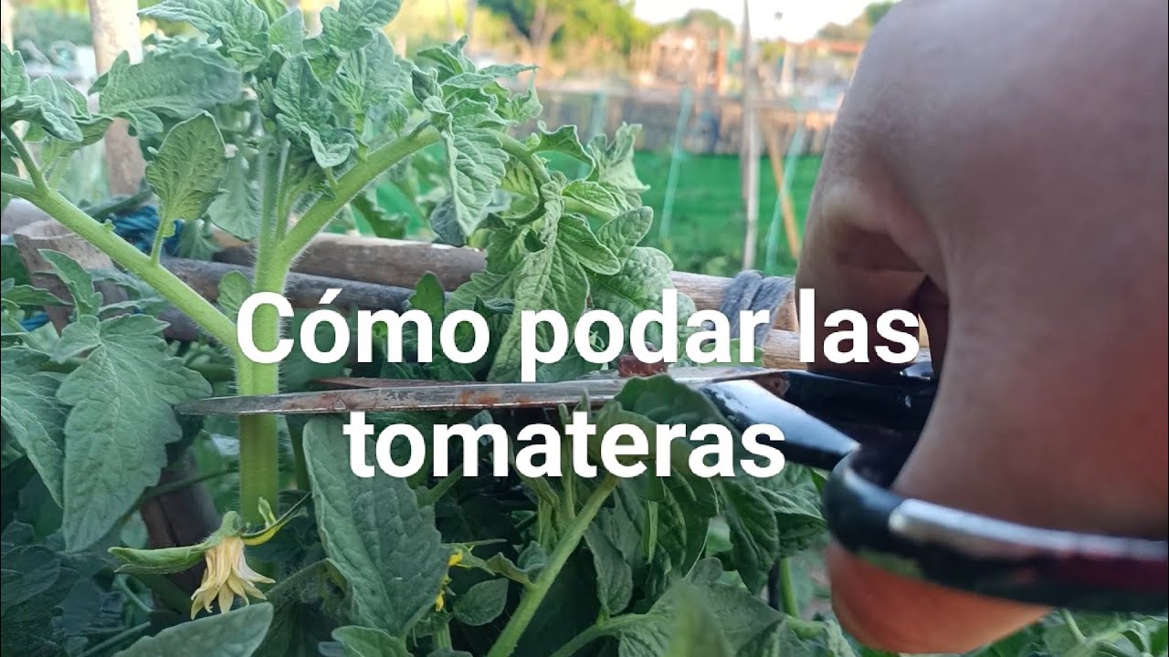 Cómo podar las tomateras