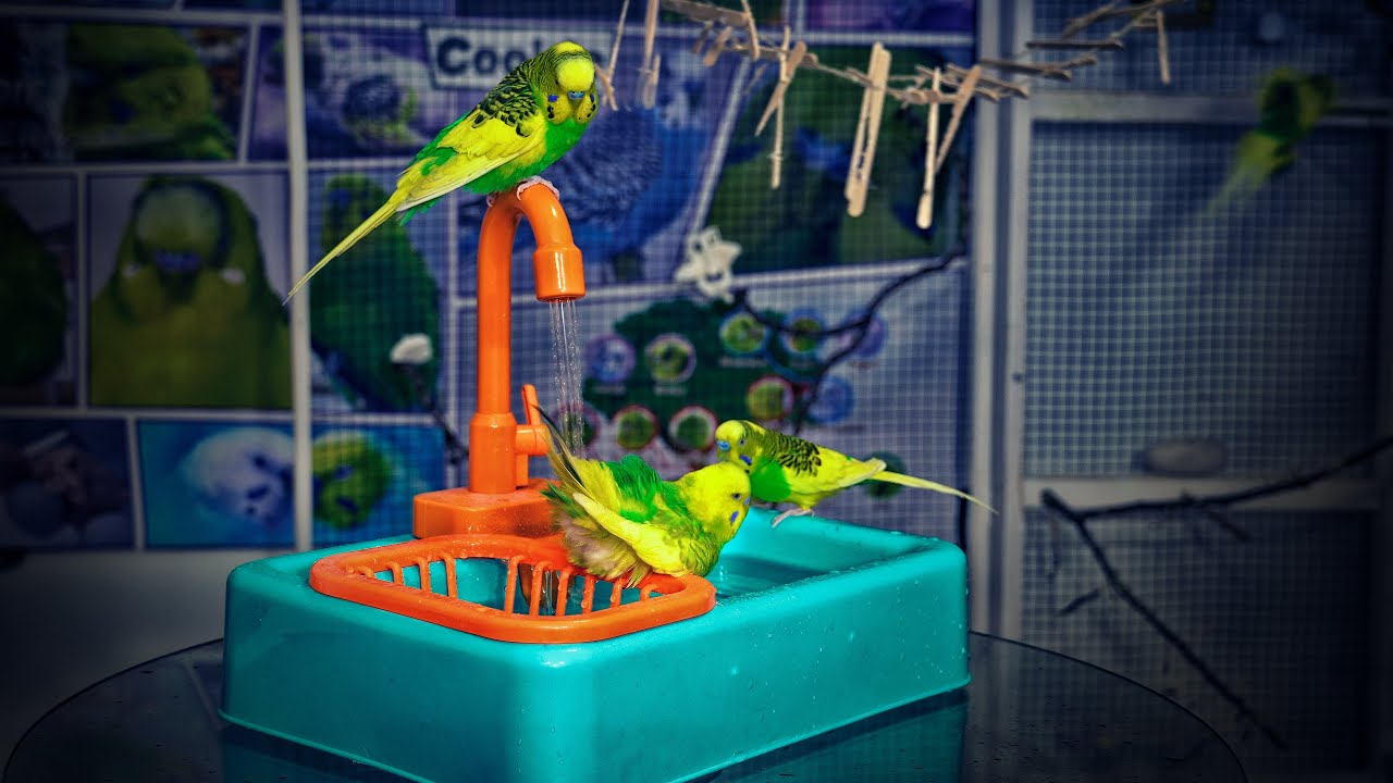 Budgie Sounds  Bathing  Singing  Chirping  Funny Bird