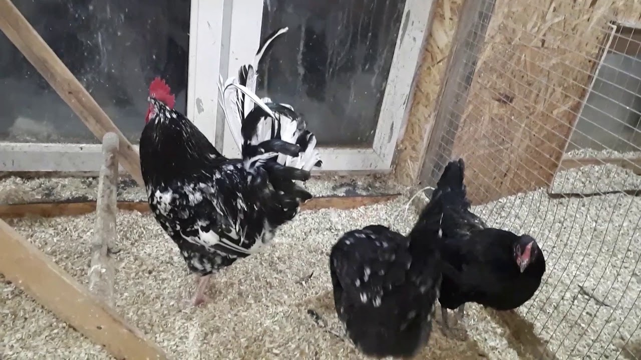 Порода Астралорп черно-пестрые🐔🐓🥚🐣
