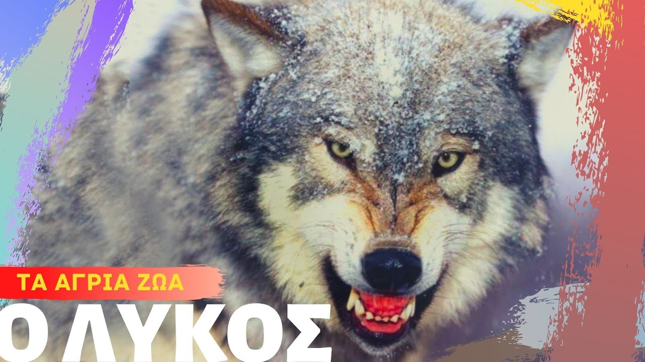 Ο Λύκος