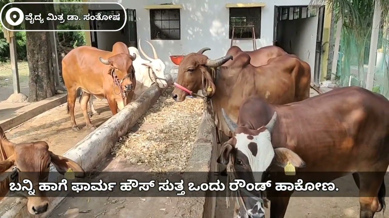ಗೀರ್ ತಳಿಯ ಆಕಳುಗಳನ್ನು ನೋಡೋಣ ಬನ್ನಿ.