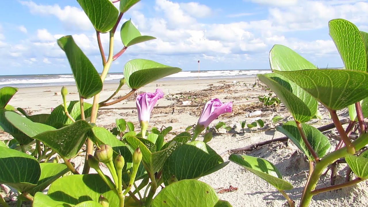 Reserva PEN&Iacute;NSULA DA JUR&Eacute;IA - o Melhor video de Praia