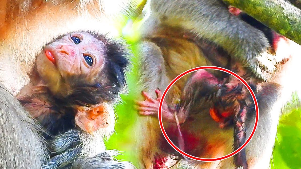 Very weak newborn trying hug mother getting milk and mom very care her baby