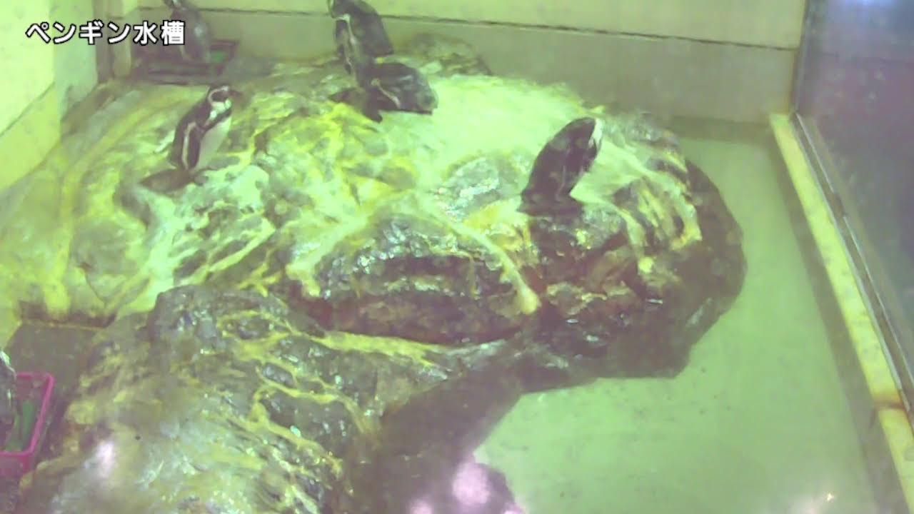 ペンギン水槽