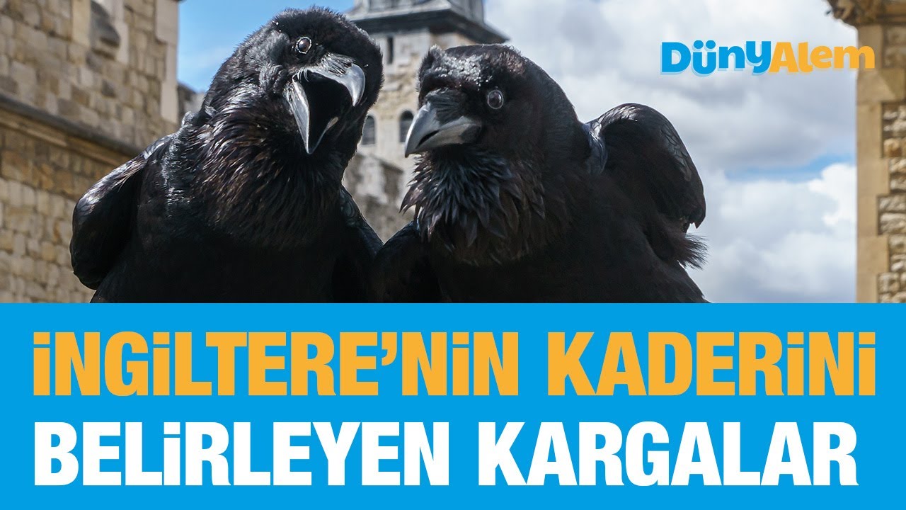 İngiltere'nin kaderini belirleyen Kargalar | Londra #dünyalem