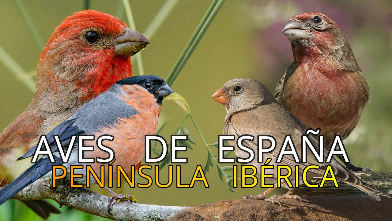Aves de España||Pequeños Documentales||Los Camachuelos 🐦||Especies||Subespecies y Endémicas.