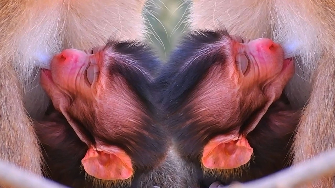 Adorable Wildlife Cute Newborn Baby Moment 2026 Really Needs Much Milk  With Lovely Mommy