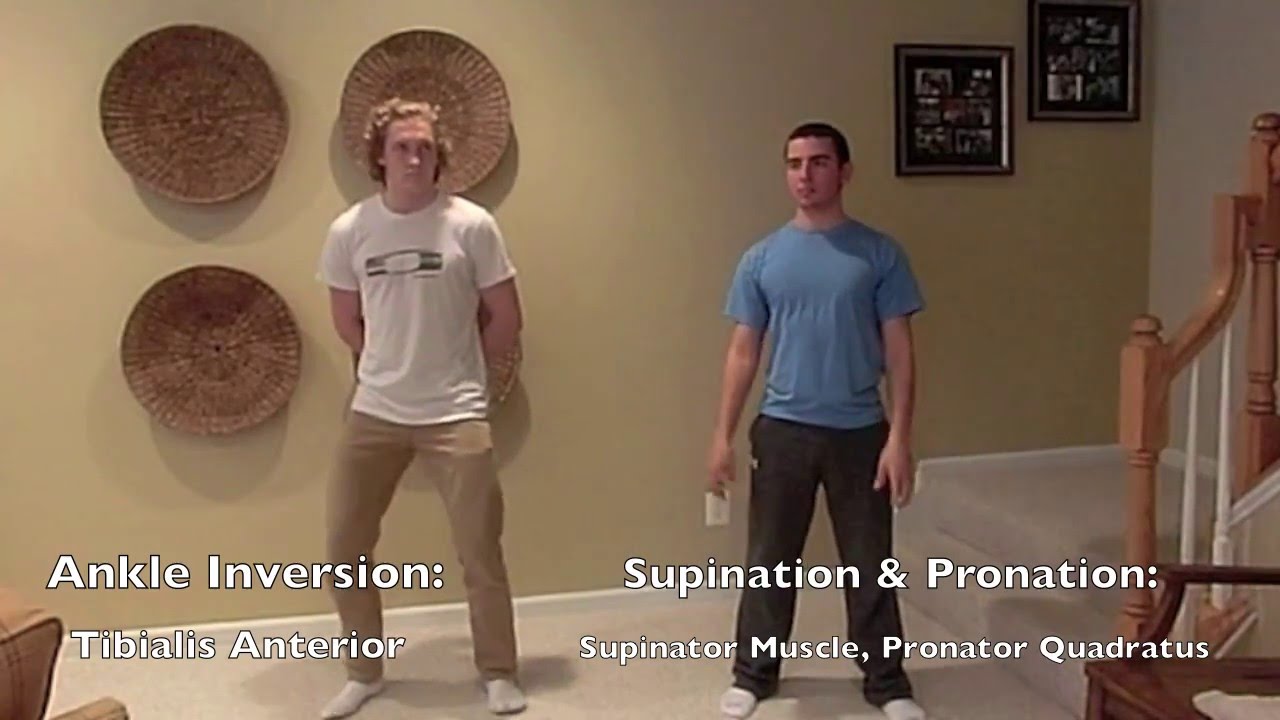 Dance Dance Anatomy