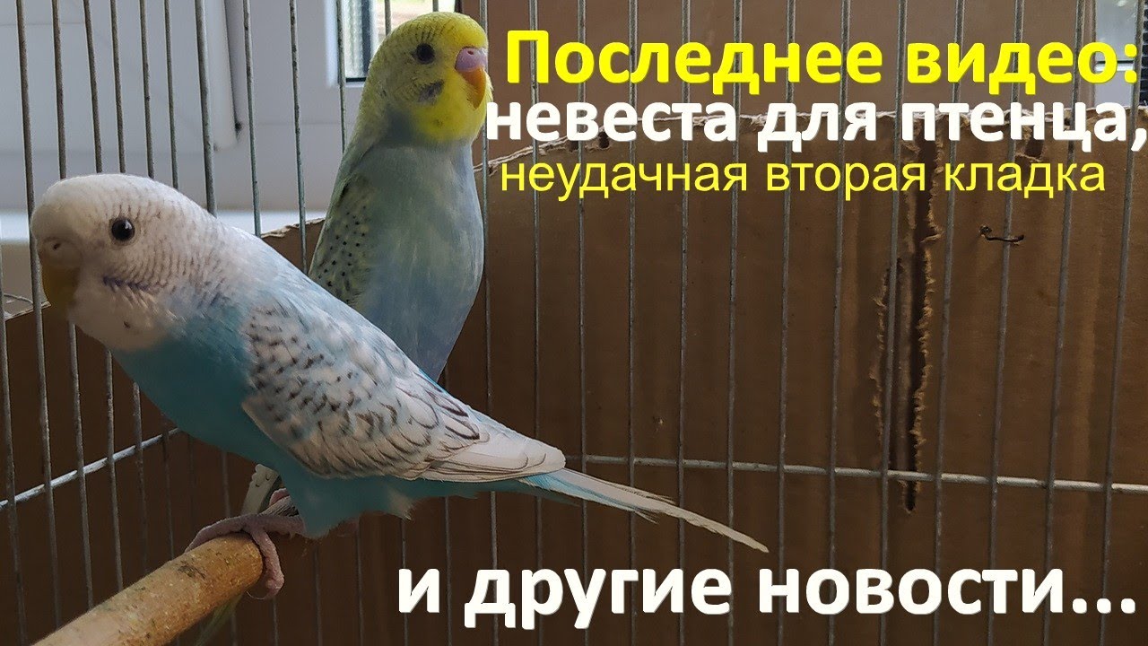 Последнее видео с птичьей дачи. Невеста для волнистика и другие новости о птичьей семье.