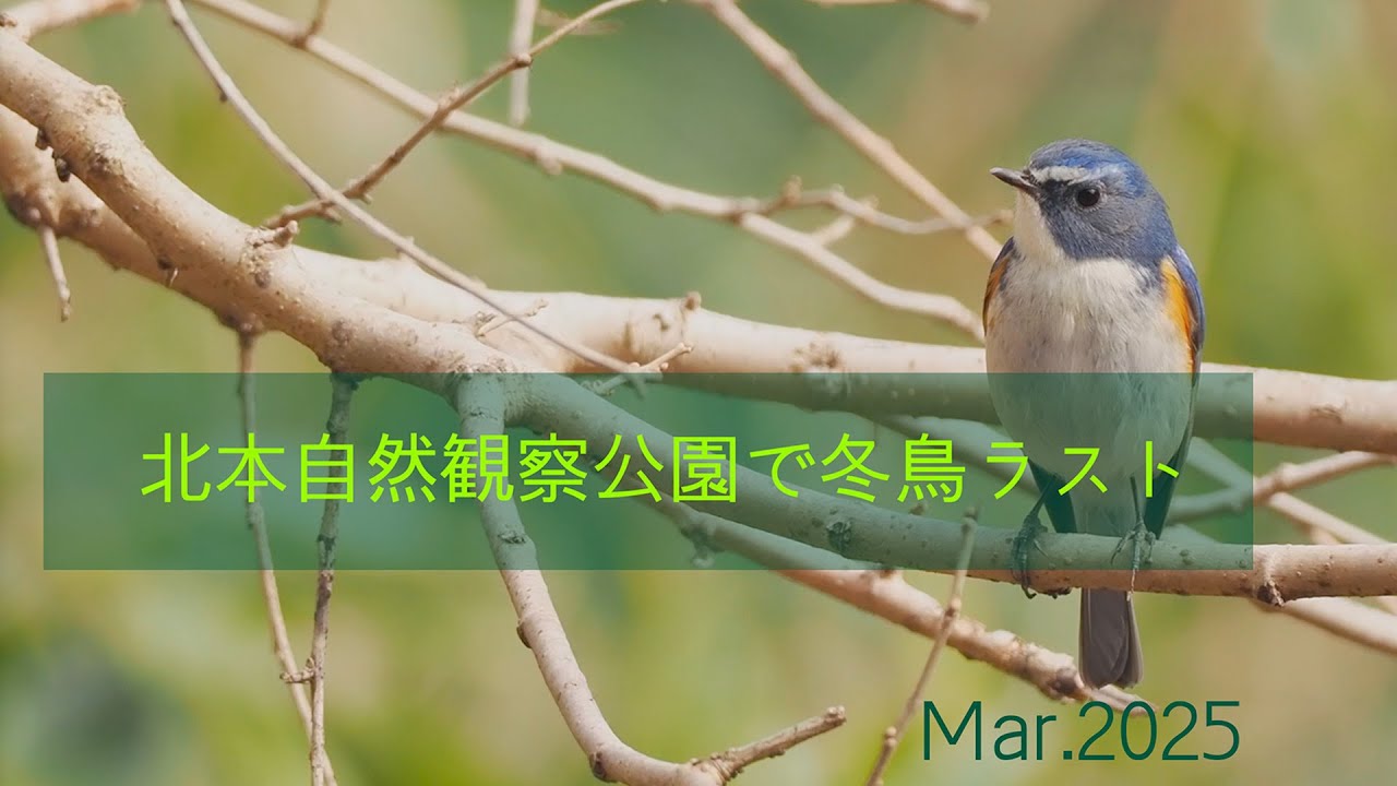 北本自然観察公園で冬鳥フィナーレ！