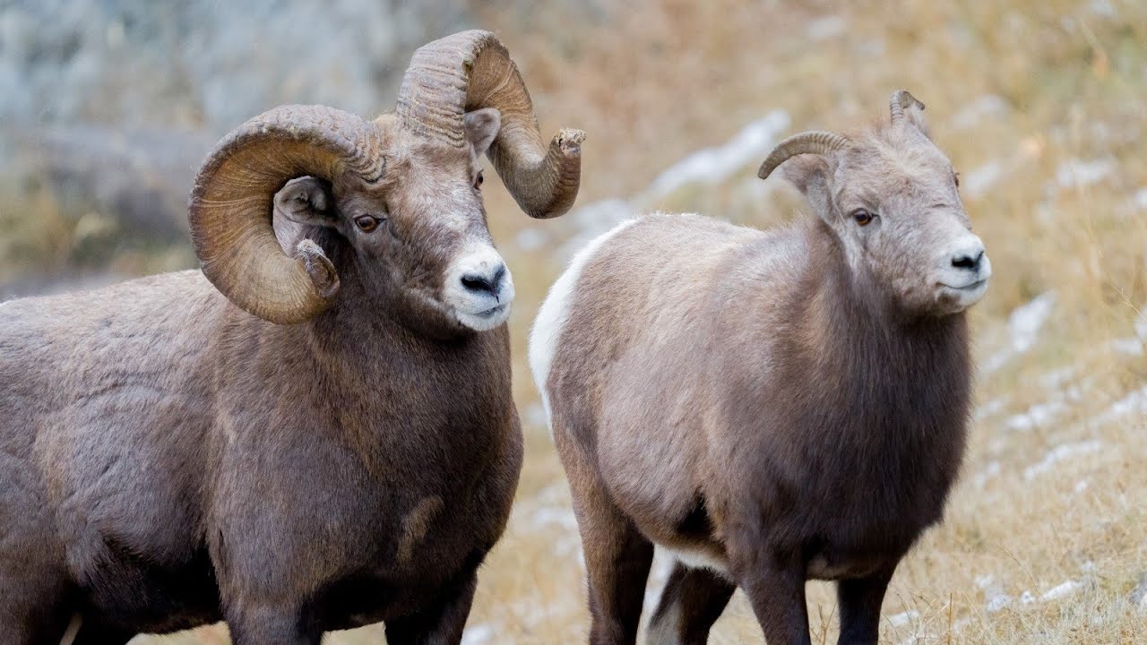 Largest Bighorn Boss Courts Ewe During the Rut