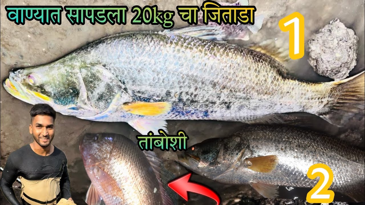 नाईट चे वाण्याला भेटला 20किलो चा जितारा आणि 5किलो चा एक आणि वडे आणि मिक्स मच्छ🐟