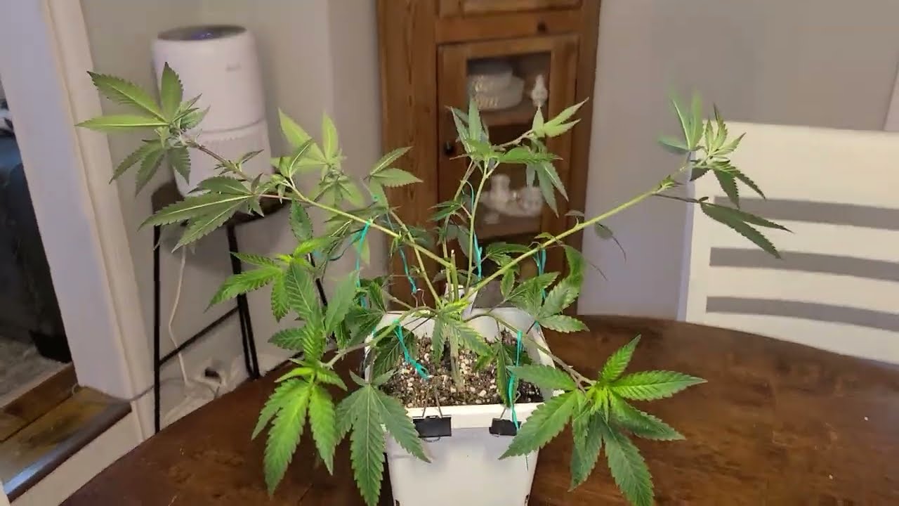 How to LST (Low-Stress Train) a Cannabis Plant the easy way!