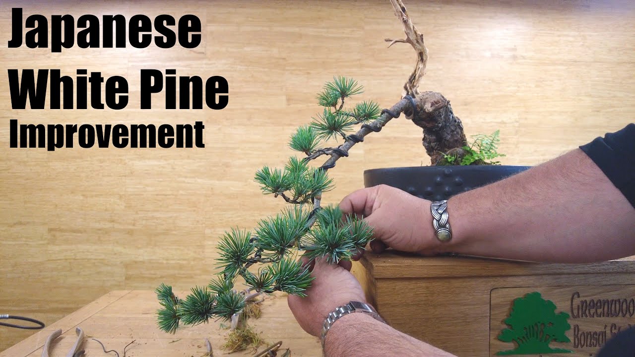 Evergreen Bonsai Improvement - Japanese White Pine  - Greenwood Bonsai