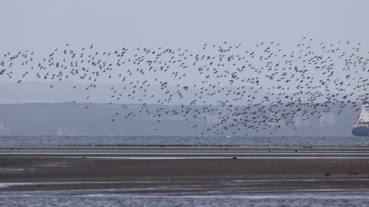 Golden Plovers at Aberlady