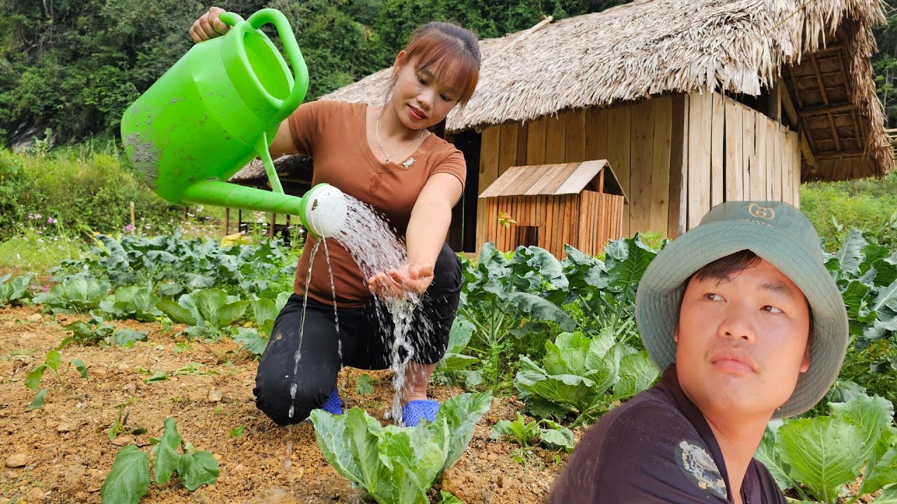 Harvest sweet potatoes and bamboo shoots to bring to market, plant eggplants - farm life -Lý Thị Sai