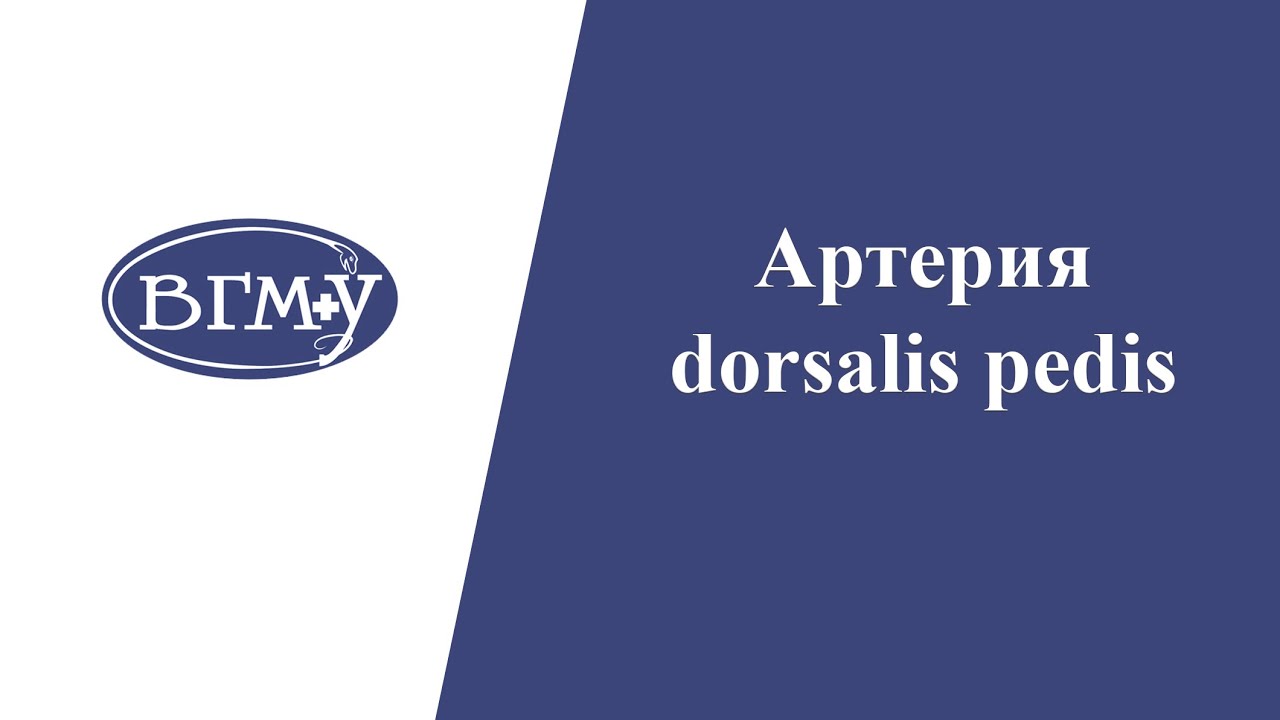 ВЕНЫ и АРТЕРИИ НИЖНИХ КОНЕЧНОСТЕЙ l Артерия dorsalis pedis
