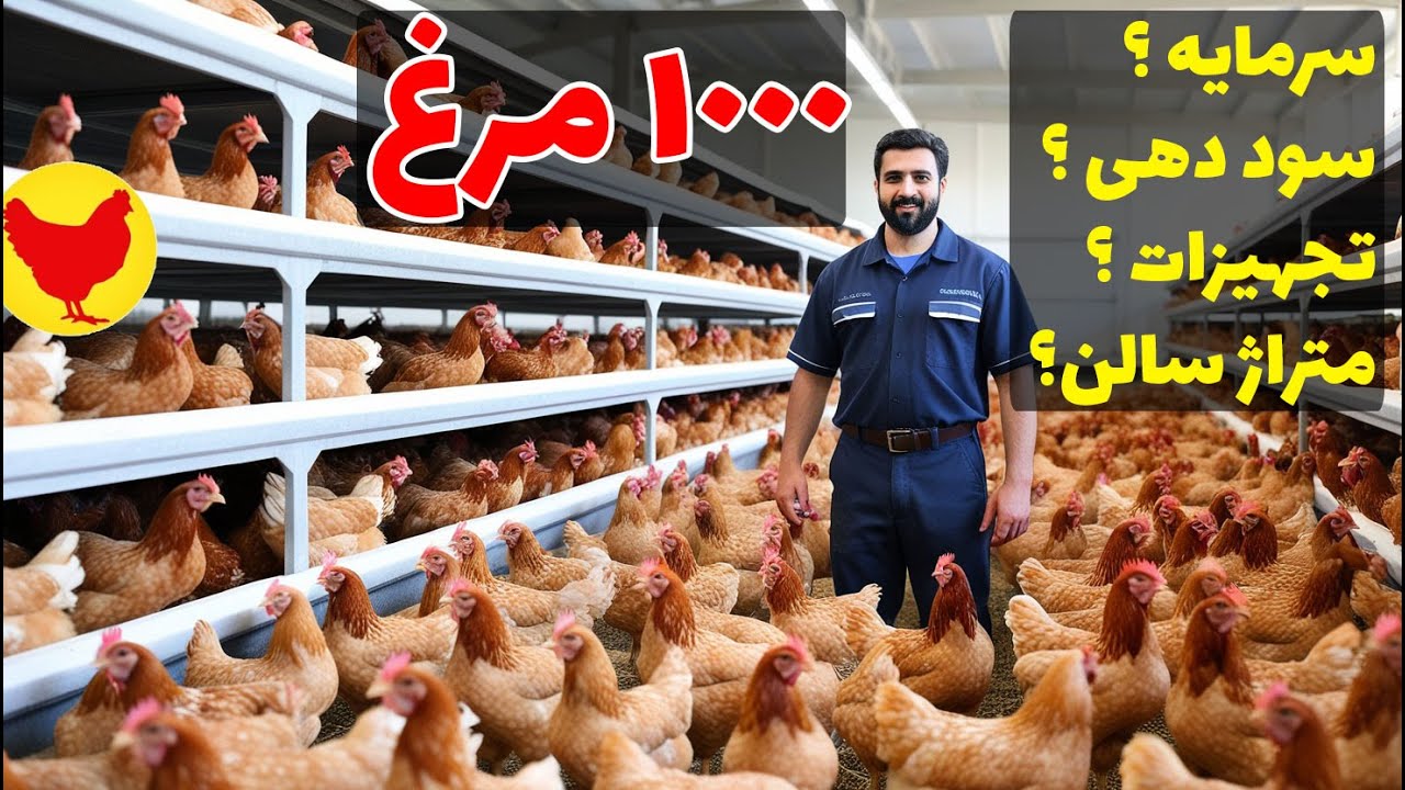 سرمایه لازم برای 1000 مرغ | راه اندازی کسب و کار پرسود پرورش مرغ -ایده  سرمایه گذاری