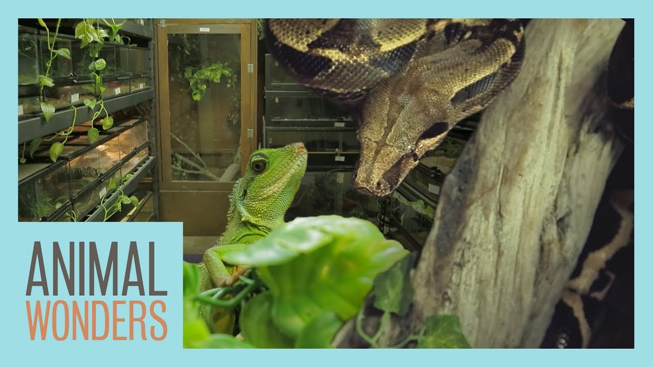 Reptile Room Renovation!
