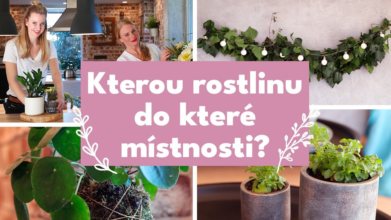 Jak správně vybírat pokojové rostliny? | O domově