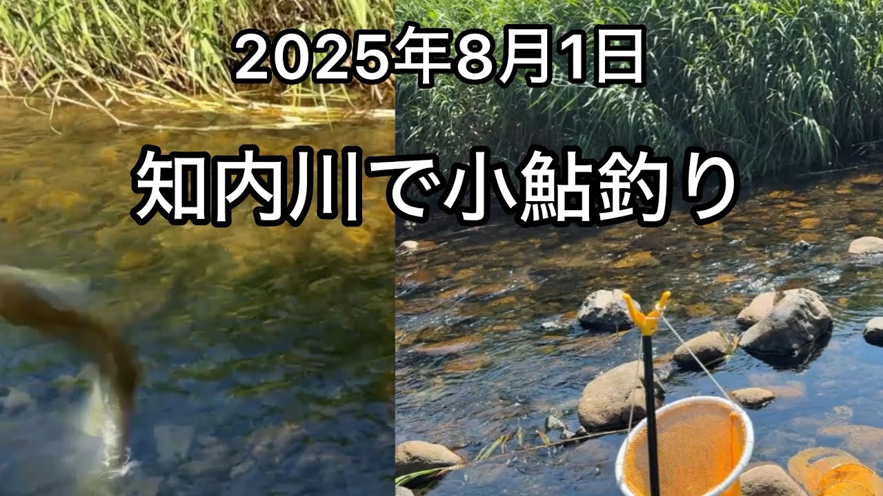知内川で小鮎釣り、ゴリに愛着が沸いた日#琵琶湖小鮎釣り