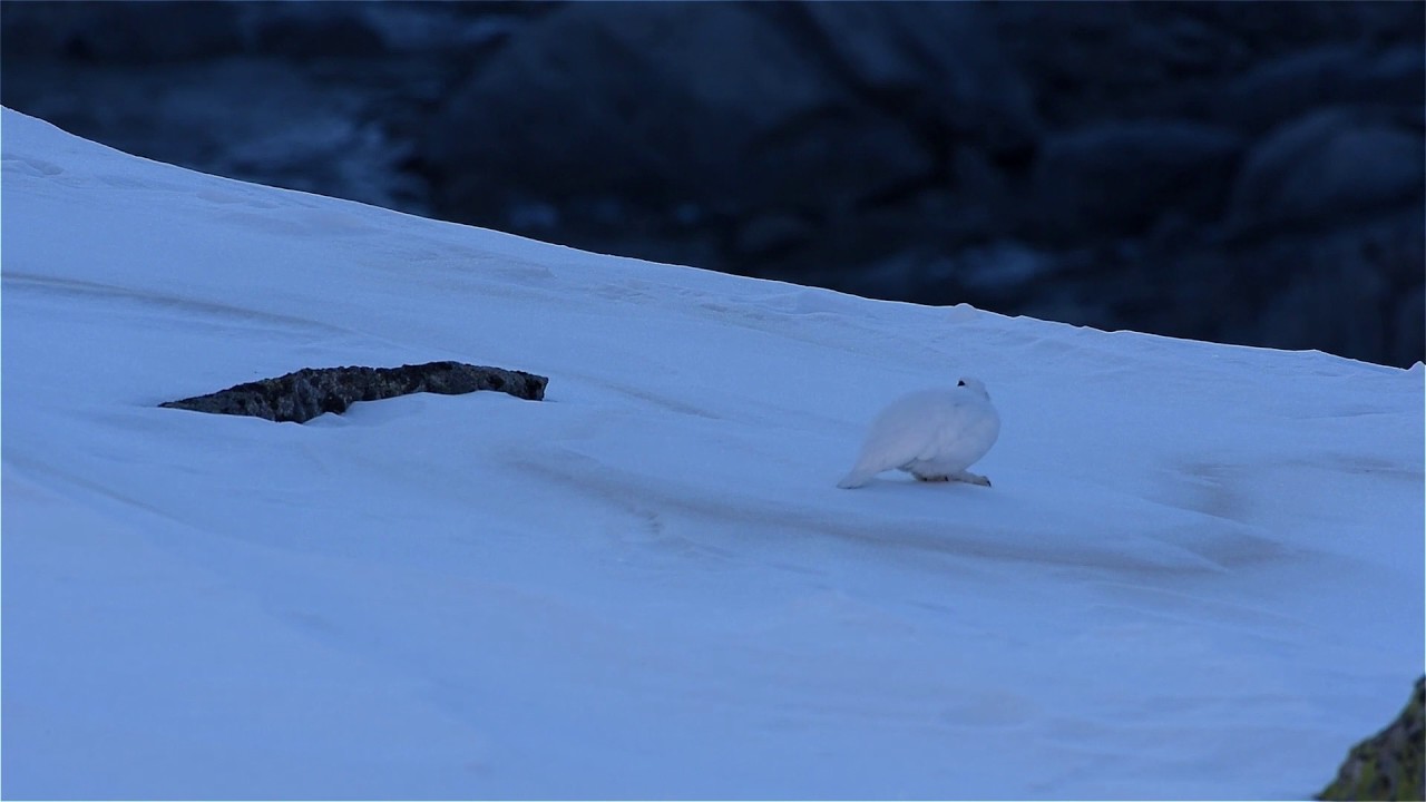 Instants de vie hivernale du Lagop&egrave;de alpin par  Laurent N&eacute;d&eacute;lec