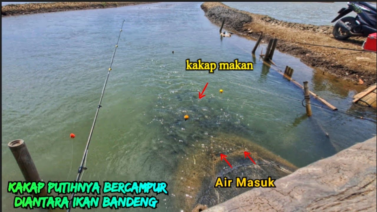 Gacoorr..!! Sambaran Kakapnya diantara kumpulan ikan bandeng saat air masuk//Mancing kakap