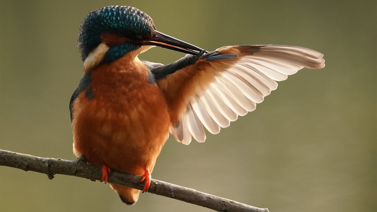 Filming Wildlife with Sony Cameras | Showreel | My Camera Equipment | Robert E Fuller