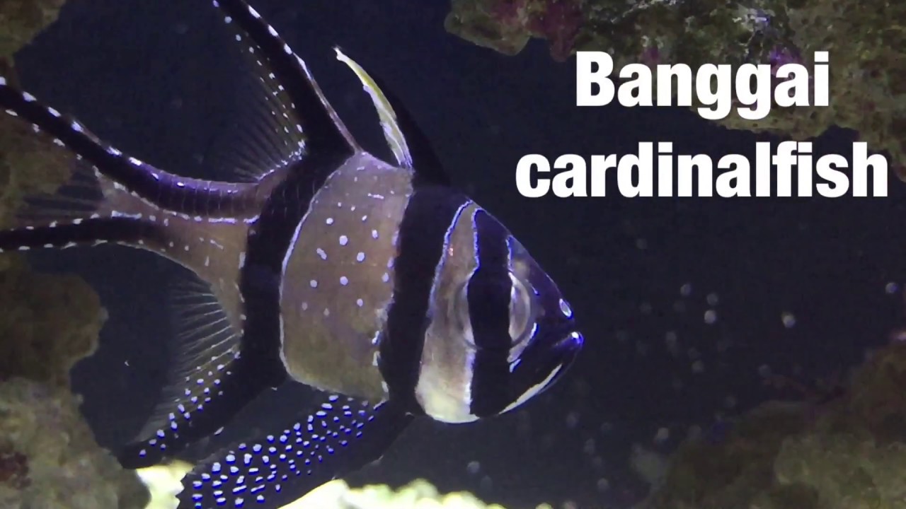 Banggai Cardinal Fish Care