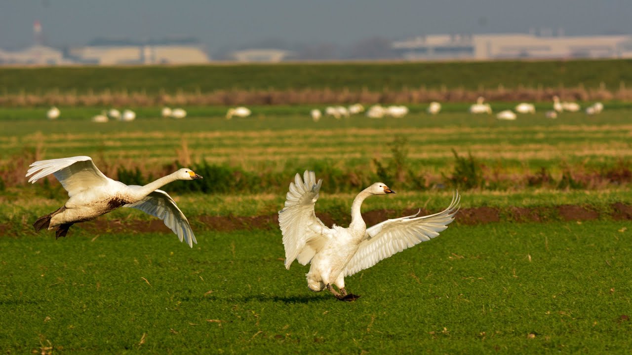 3 reasons for winter bird surveys