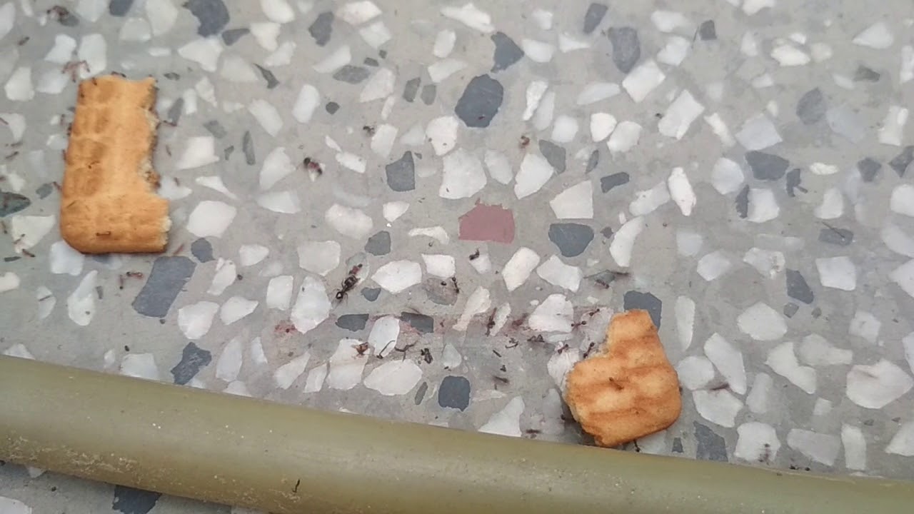 Bloody Ant War!!!! Big headed ants vs Destructor ants
