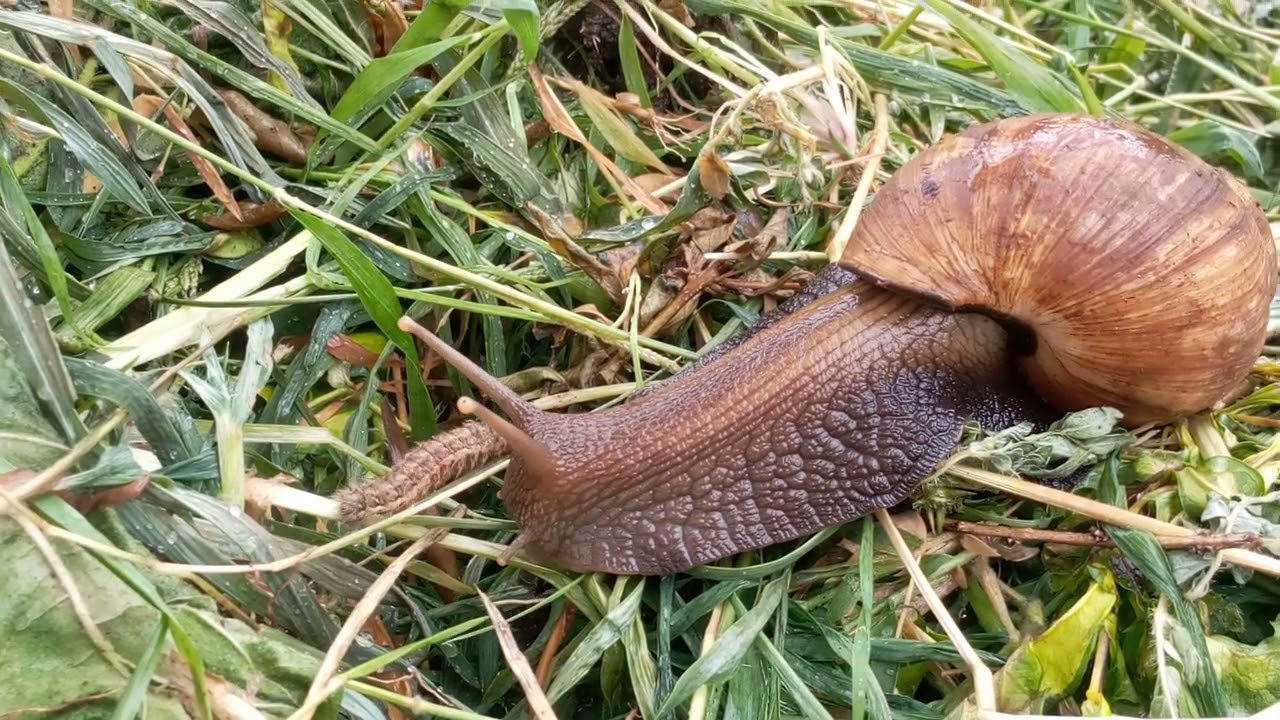 happy snail