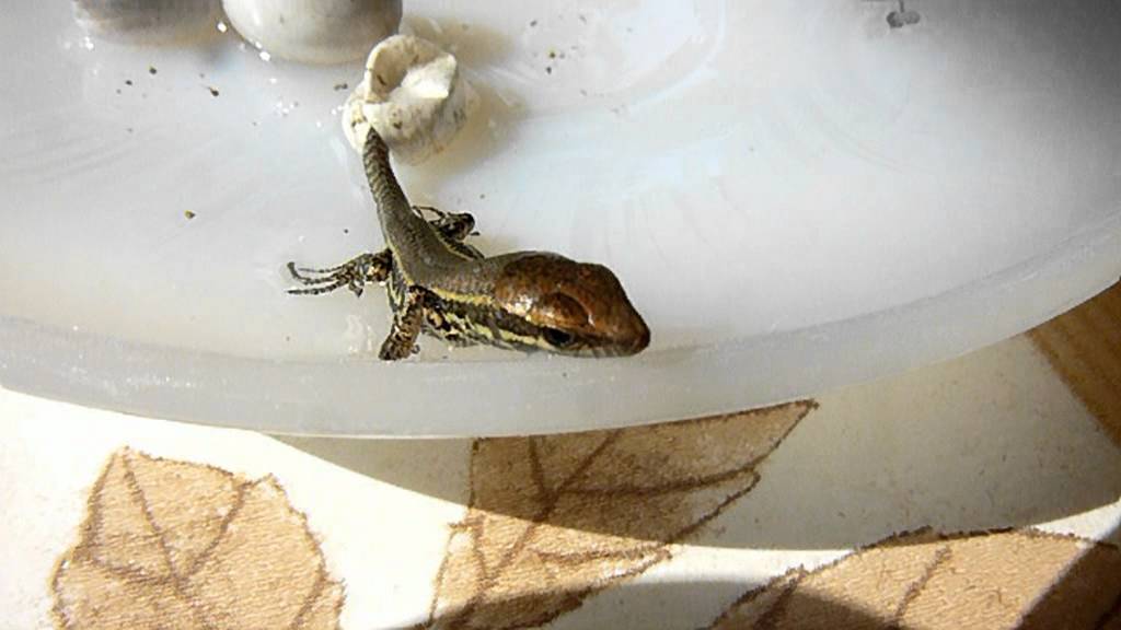 Un petit lézard est né! A little lizard is born!
