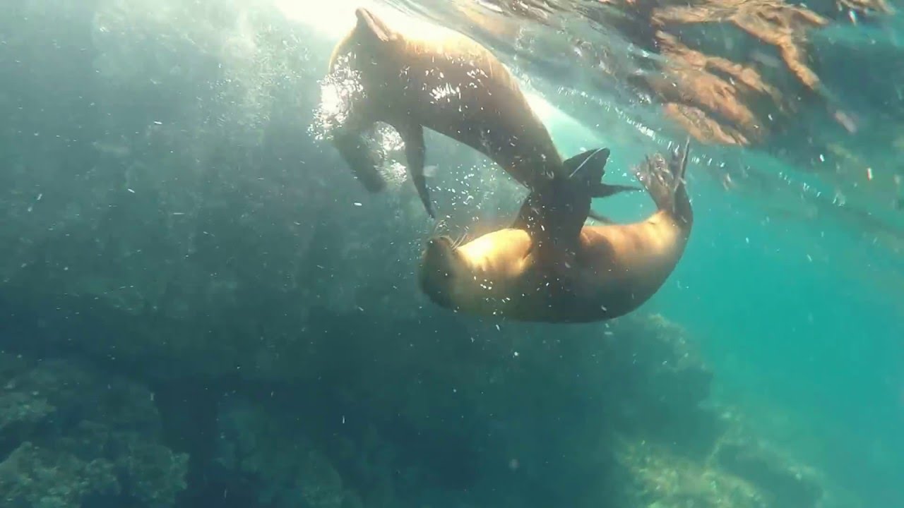 Los Islotes Sea Lions