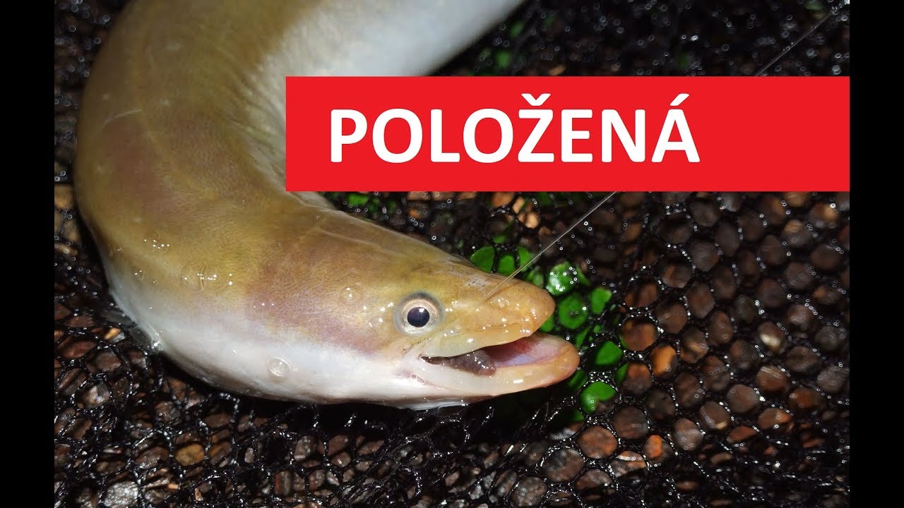 Stopování úhořů: Kde úspěšně chytat úhoře?