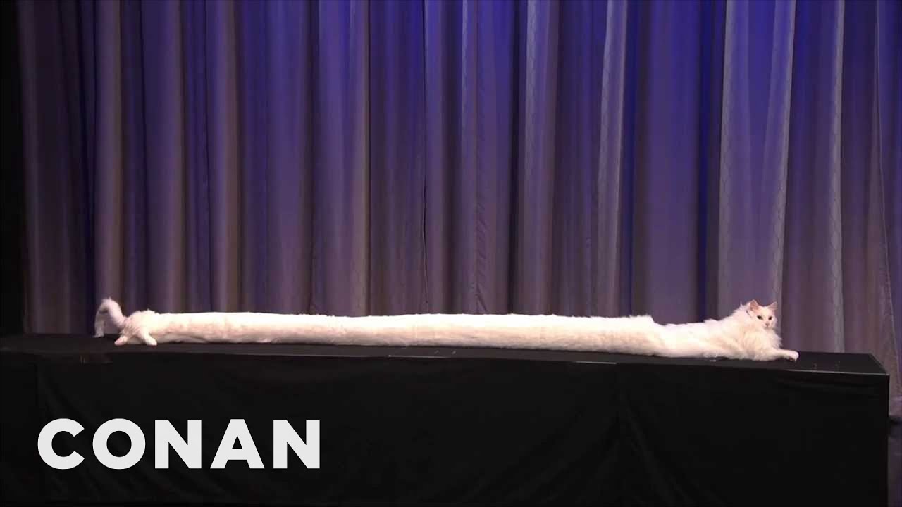 The World's ACTUAL Longest Cat | CONAN on TBS