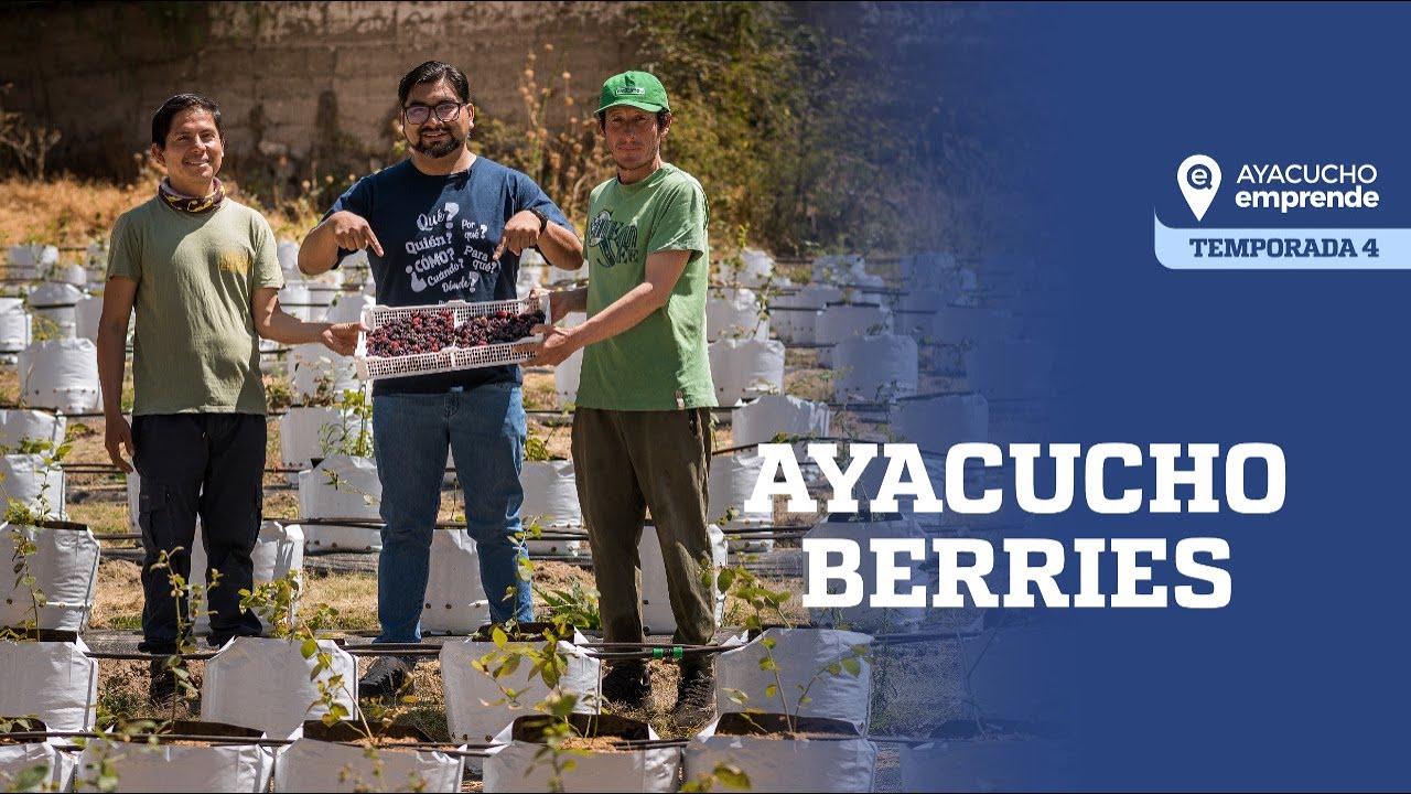 Ayacucho Berries I Ayacucho Emprende [Ep. 07 I Temp. 04]