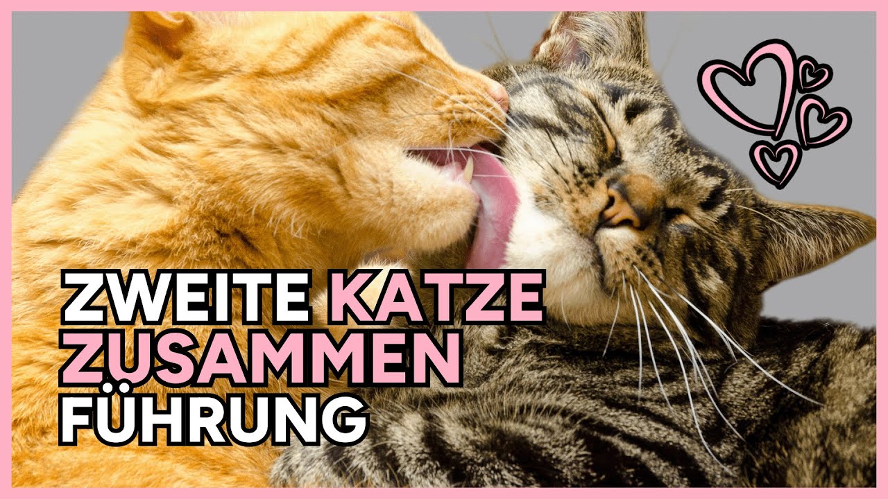 🐈‍⬛🐈 ZWEITE Katze ZUSAMMENFÜHRUNG  👉 ZWEITE Katze ZIEHT ein! ❤️️ ZWEITE KATZE? So KLAPPT'S 💪✅