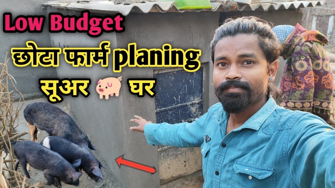 छोटा फार्म Planing | सूअर 🐖 घर 🏠 | Low budget planing | #viral #vlog #pigeon #pig #youtube 