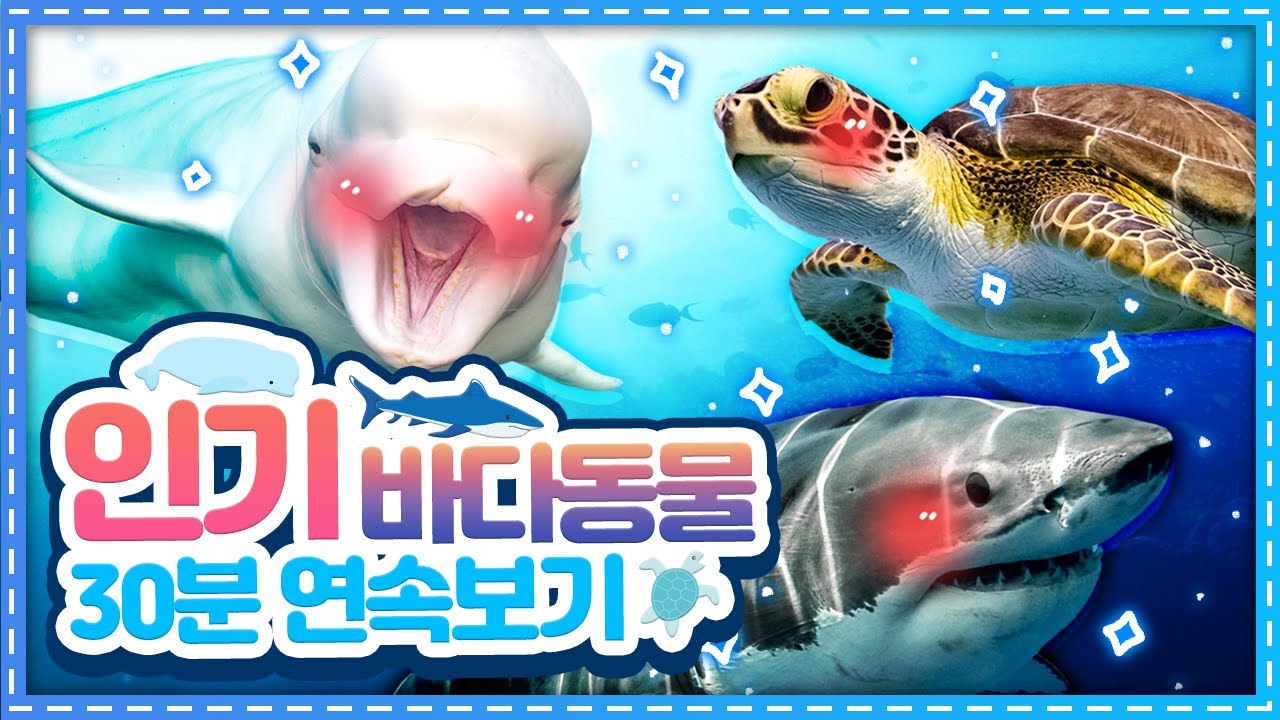 인기 바다동물 30분 연속보기ㅣExploring Natureㅣ문어 고래 거북 상어ㅣOctopus Whale Turtle Shark