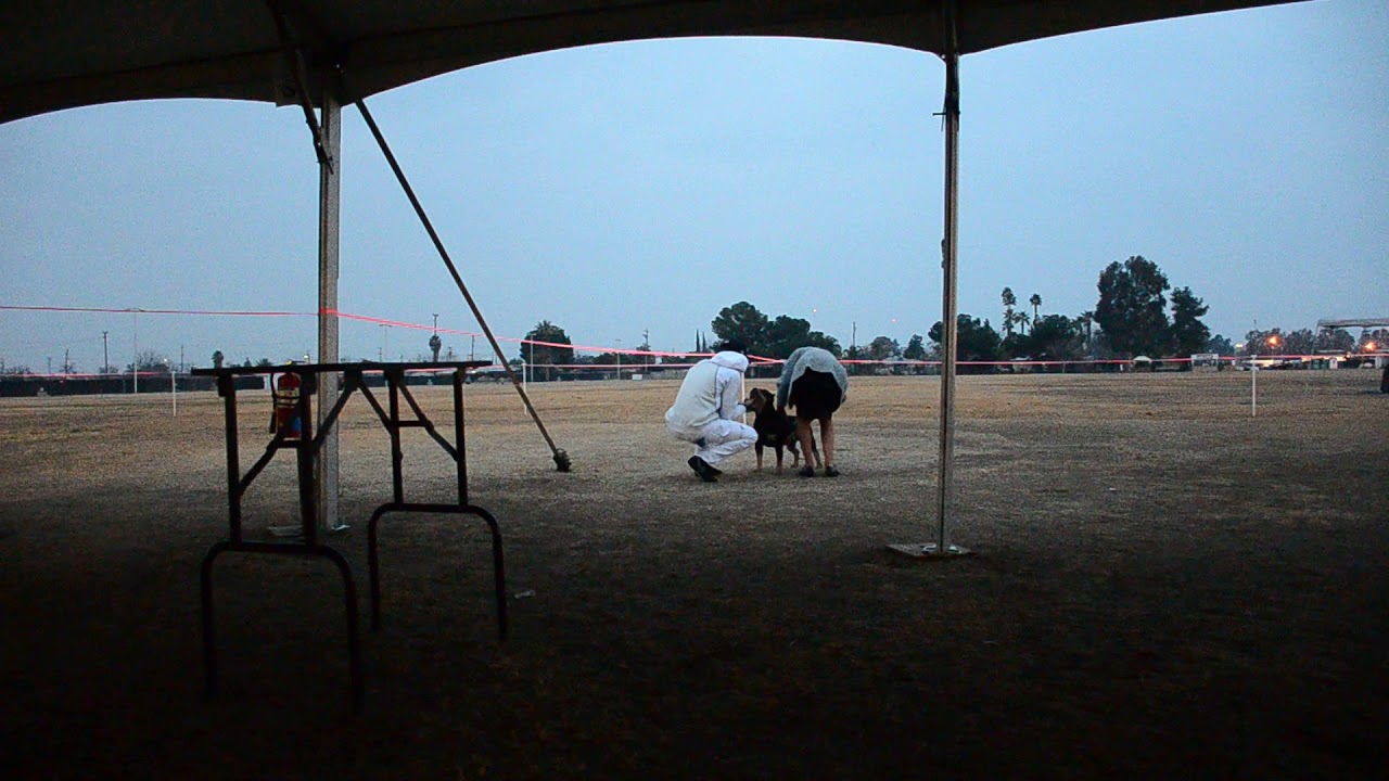 UKC dogshow American Bully Romeo O Romeo14k