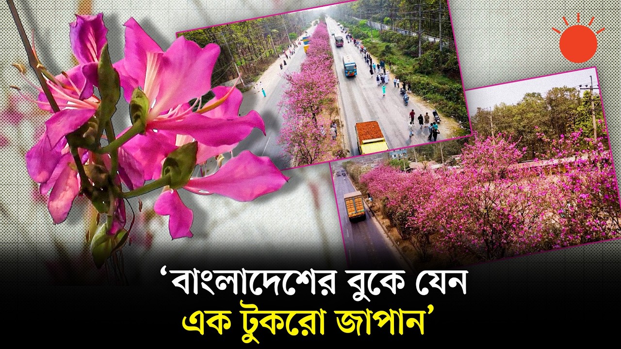 মহাসড়কের বিভাজকে ফুটে আছে সাদা আর গোলাপি ফুল, মানুষের ভিড় | Gazipur Viral Road | News | Prothom Alo