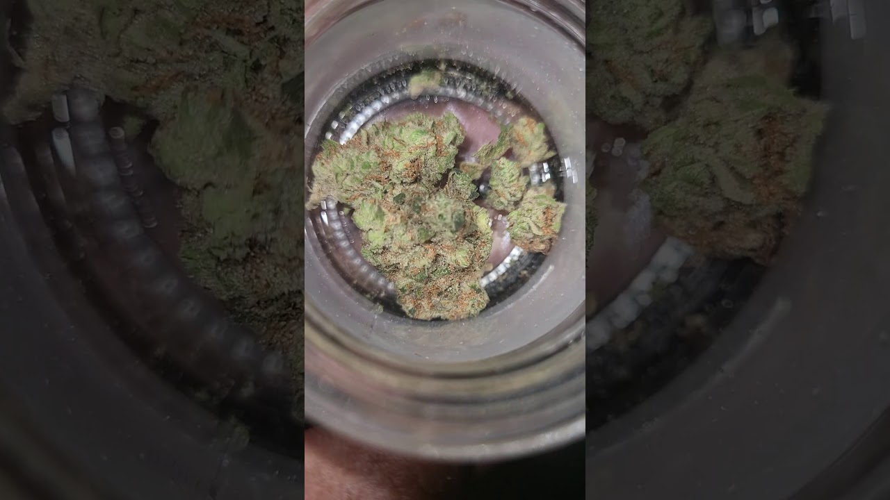 gkua aka weezy weed(sour garlic cookies) review