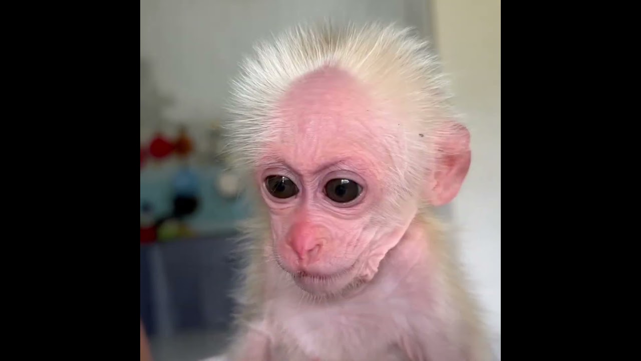 🥹❤️ The Incredible Rescue and Recovery of a Baby Monkey 🐒 | From Weak to Happy! #Shorts